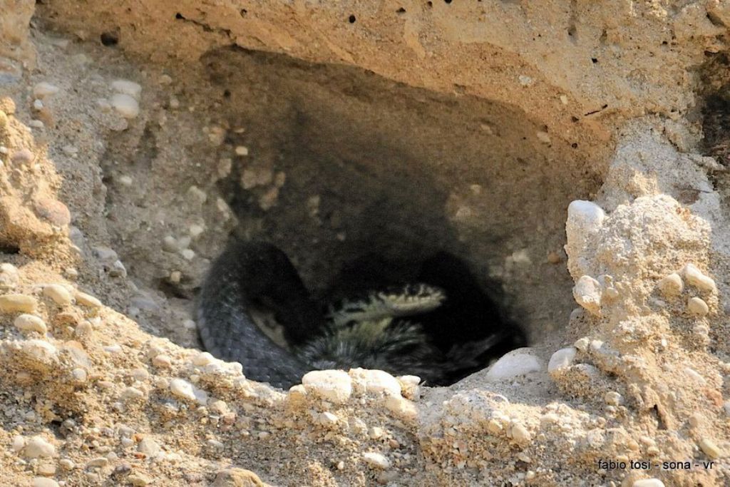 Il caparbio: predazione di biacco (foto-racconto)